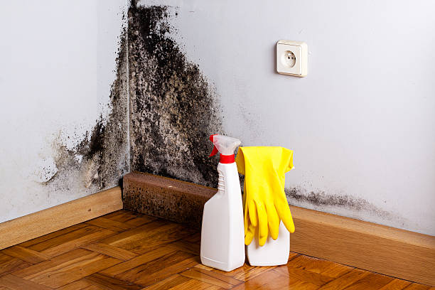 Professional Mold Removal in Brodhead, WI